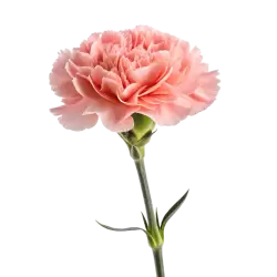 Imagen PNG para descargar